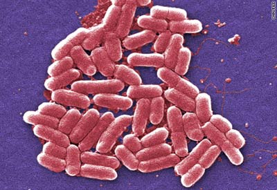 University of California scientists create Computer Programmable bacteria